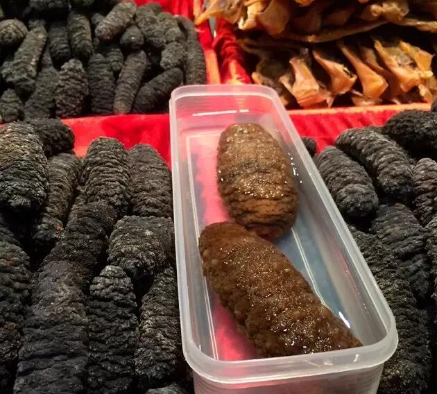 海参也有很多种,全世界所有可以吃的海参