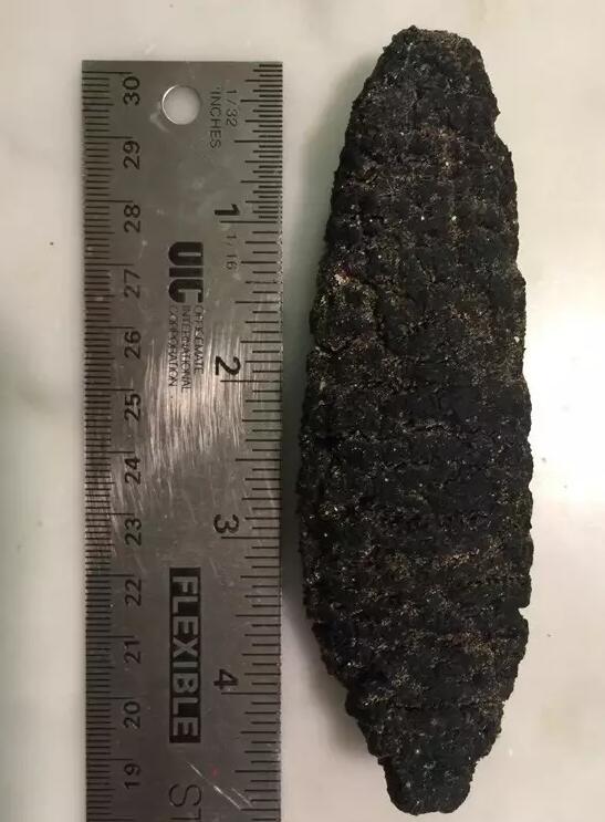 海参也有很多种,全世界所有可以吃的海参