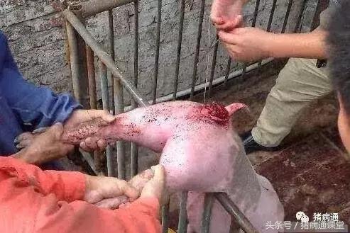 不要小瞧任何一种动物,不要小瞧动物