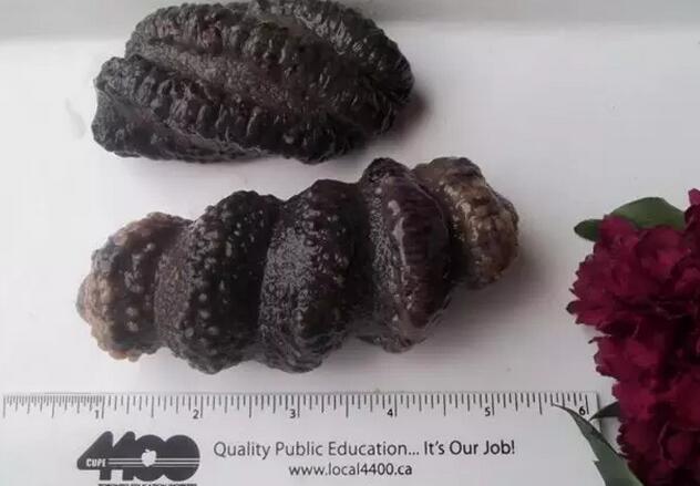 海参也有很多种,全世界所有可以吃的海参