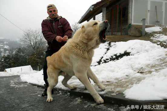 会咬人的狗有什么特征,摸狗的哪些部位会咬人