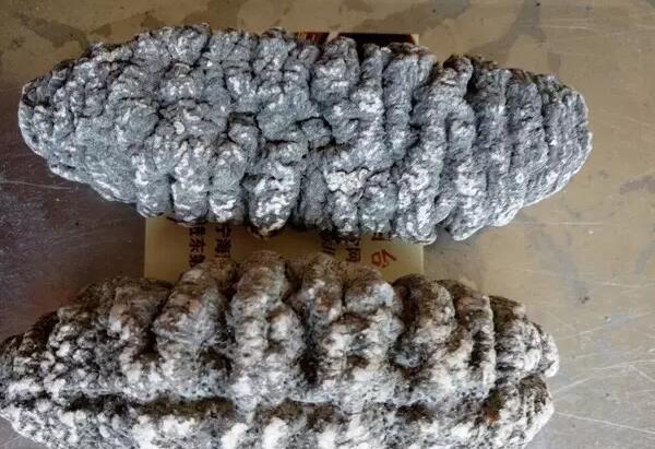 海参有上千种都是一样的吗,全世界海参有多少品种