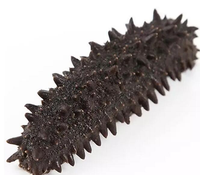 海参也有很多种,全世界所有可以吃的海参