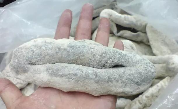 带您了解世界海参,你知道全球有多少种鲨鱼吗