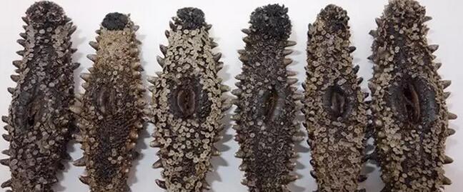 海参也有很多种,全世界所有可以吃的海参