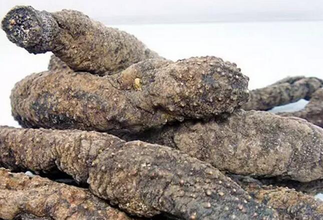 海参也有很多种,全世界所有可以吃的海参