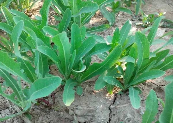 这6种海鲜要多吃,这6种野菜你都吃过吗