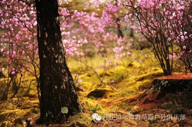 呼伦贝尔旅游自由行攻略,第一次呼伦贝尔自由行