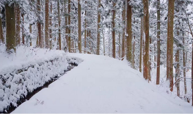 为了赚钱,用猴子泡温泉赚眼球!网友说:太心疼了,看不下去了