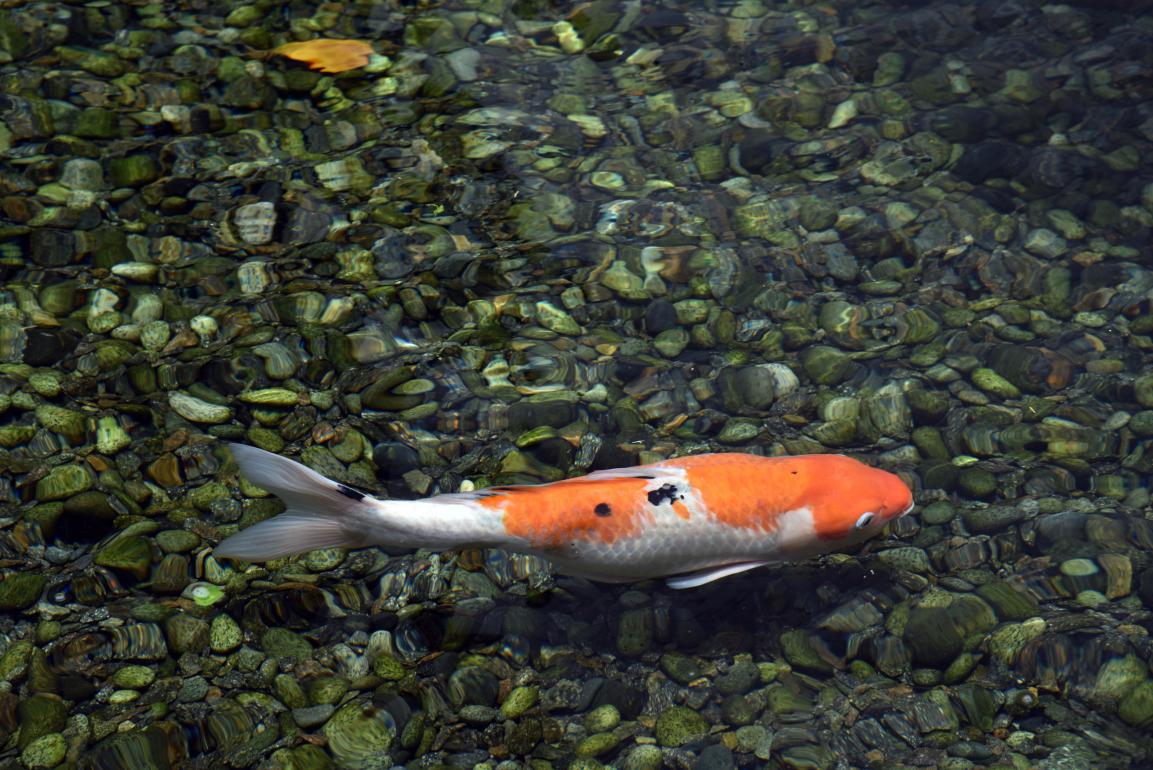 一条50斤的锦鲤市场价卖到近50万,一条锦鲤卖出一千五百万