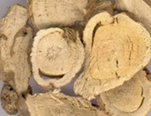 你认识苦参吗？你知道苦参有什么秘密吗？