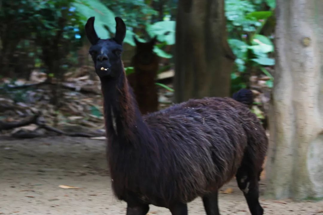 广州长隆野生动物园亲子跟拍,爸爸去哪儿广州长隆野生动物园