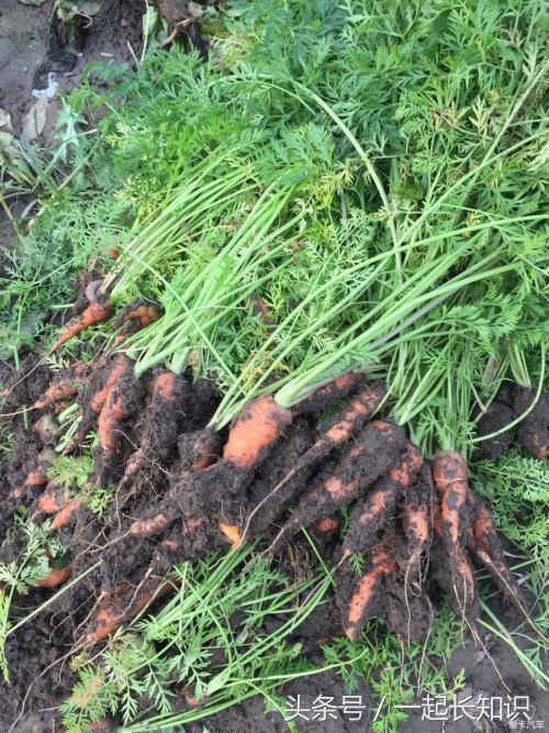 被电视剧骗了这么多年,中箭了应该这样操作!你知道吗?