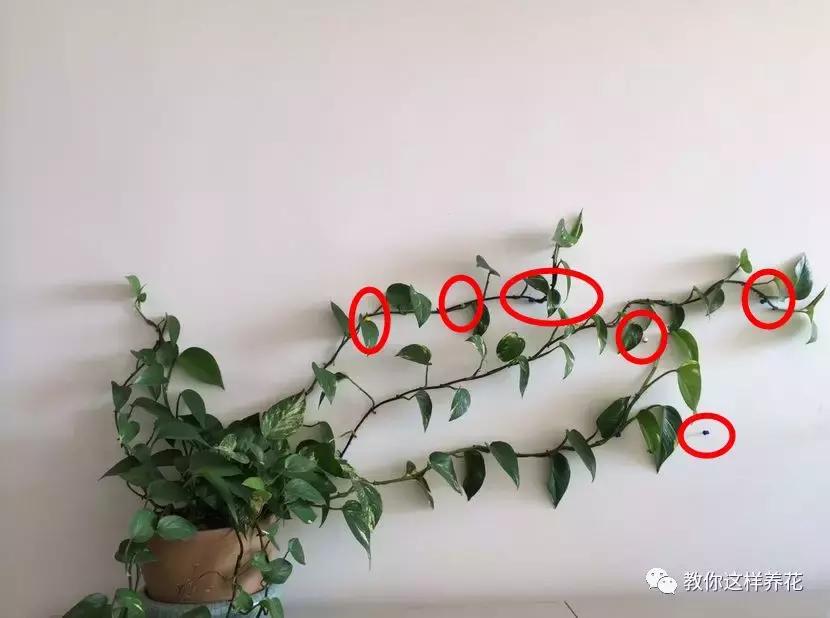 绿萝扎根绳子的方法,绿萝绑棕柱上叶子能长大吗