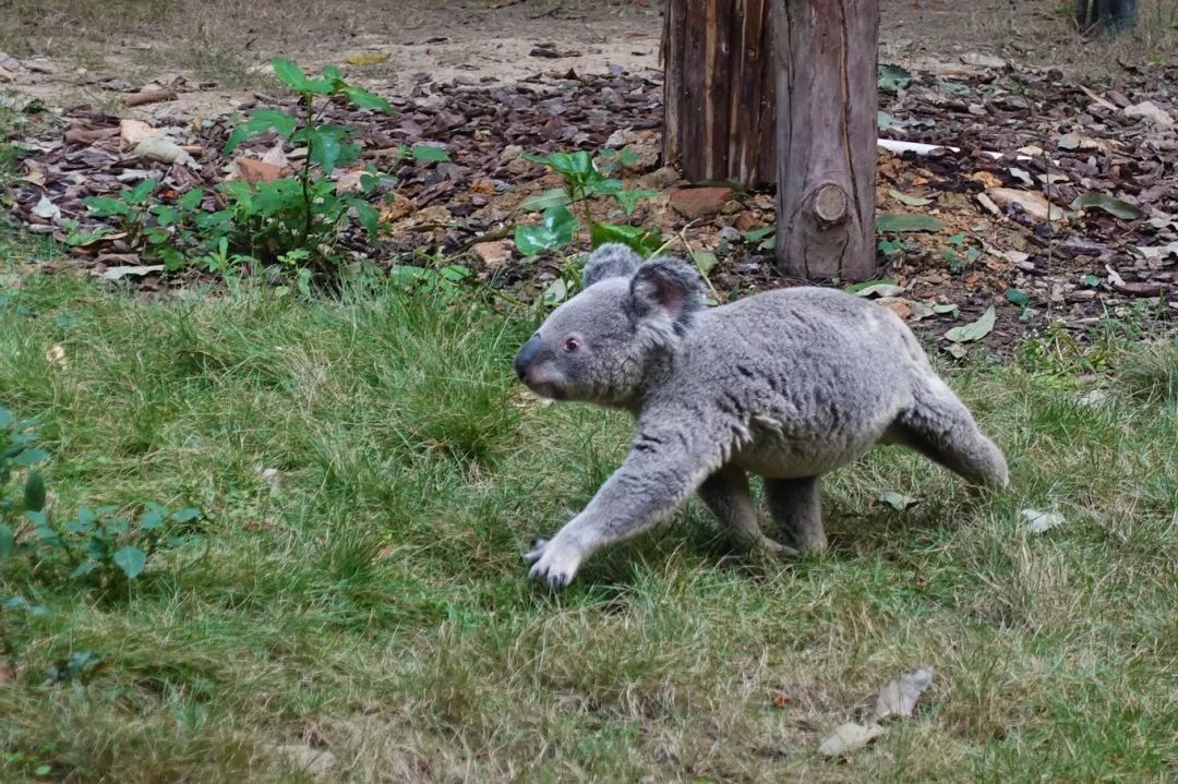 广州长隆野生动物园亲子跟拍,爸爸去哪儿广州长隆野生动物园