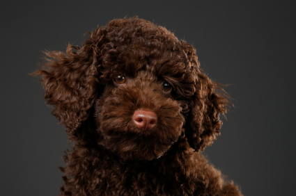 不可不知的动物有哪些,不可不知的狗狗保健常识