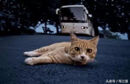 撞到动物怎么处理,开车撞到国家保护动物怎么办