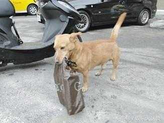 听得懂人话的狗是怎么训练出来的,狗为什么会听得懂人话