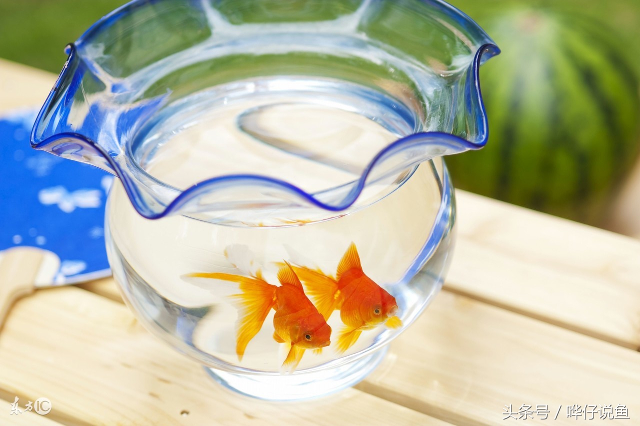 新手养鱼小缸用什么过滤最实惠,小鱼缸没有过滤器适合养什么