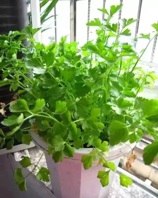 阳台种菜的方法和技巧大全集,阳台种菜的方法和步骤图