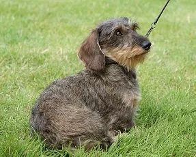 不可不知！狗的毛色和色素问题