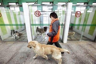 狗狗寄养容易感染吗,从来没有寄养过的狗狗去寄养好吗