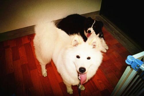 狗狗寄养容易感染吗,从来没有寄养过的狗狗去寄养好吗