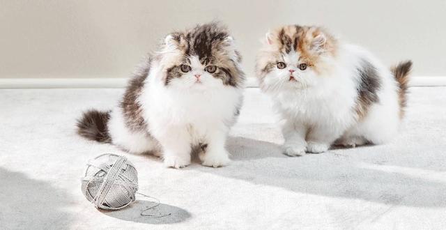 人不如狗系列：住着LV的狗袋，玩着八万元的宠物玩具