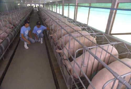 猪口蹄疫的最好的治疗方法是什么,猪得口蹄疫怎么治疗更有效