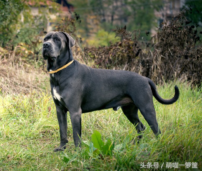 最聪明的中小型狗狗品种排行,攻击性最强的狗狗品种排名