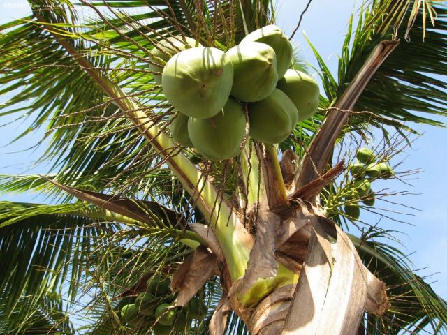 天然椰棕床垫儿童床垫,椰棕床垫是老式床垫吗