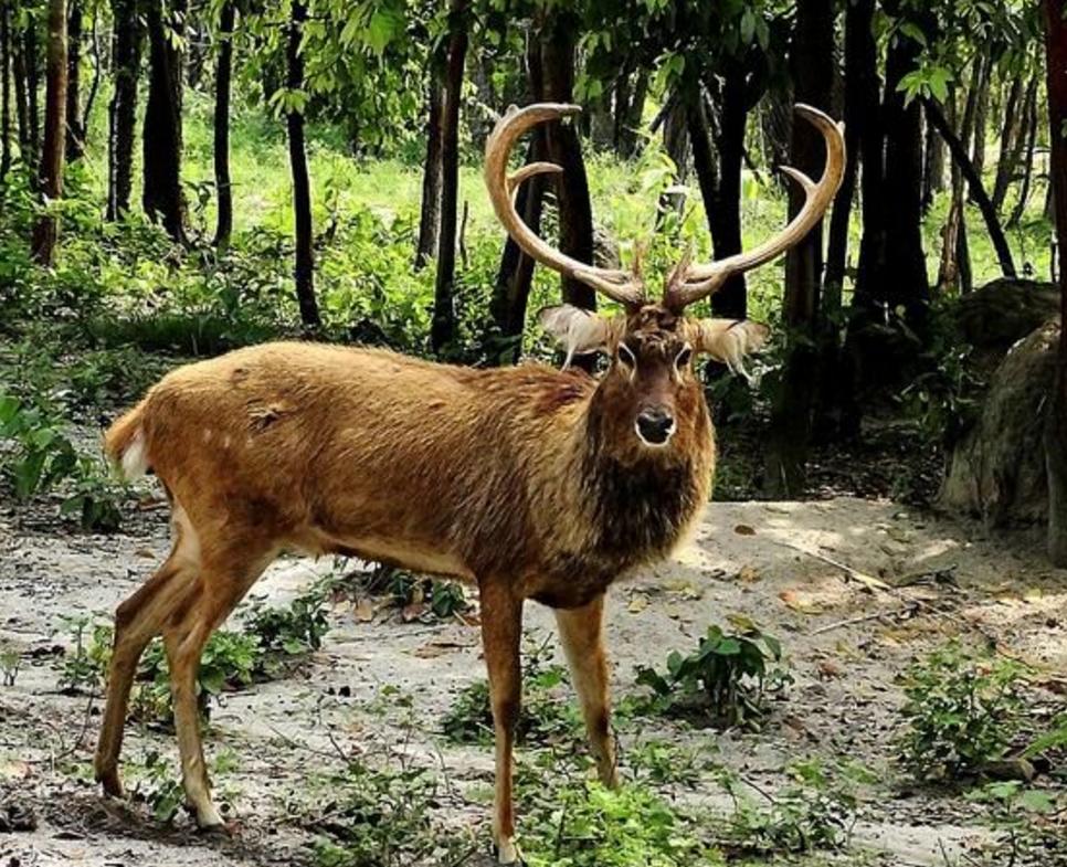 中国足球队徽简介,中国足球队历年队徽变化