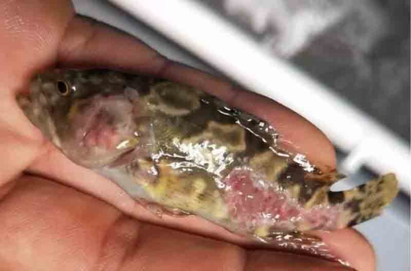 石斑鱼细菌感染用什么药治疗好,石斑鱼常见细菌病图片