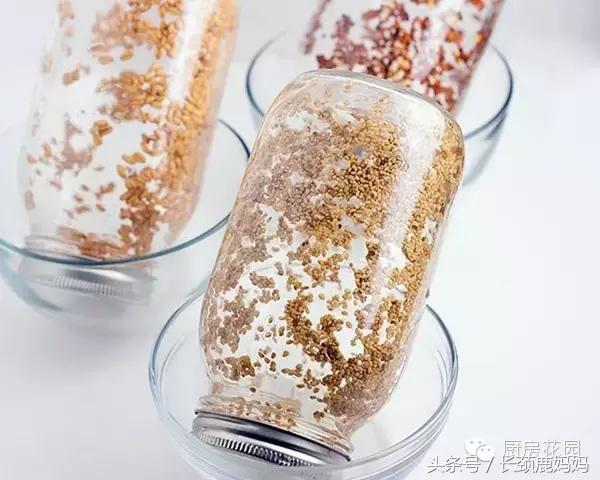 有机豆苗和西兰花营养,各种春季种的蔬菜苗