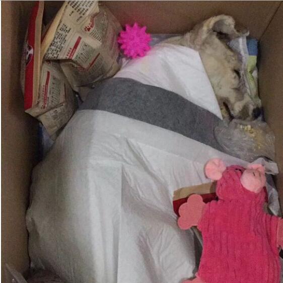 才出生小狗被咬死,出生的小狗被虐待