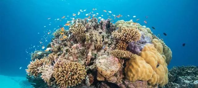 马尔代夫卓美亚德瓦纳芙希岛,马尔代夫卓美亚德瓦纳