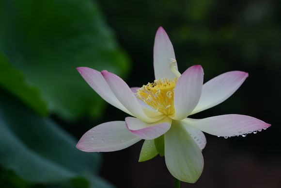 碗莲的正确种植方法和用什么肥,种植碗莲有机肥可以做底肥吗