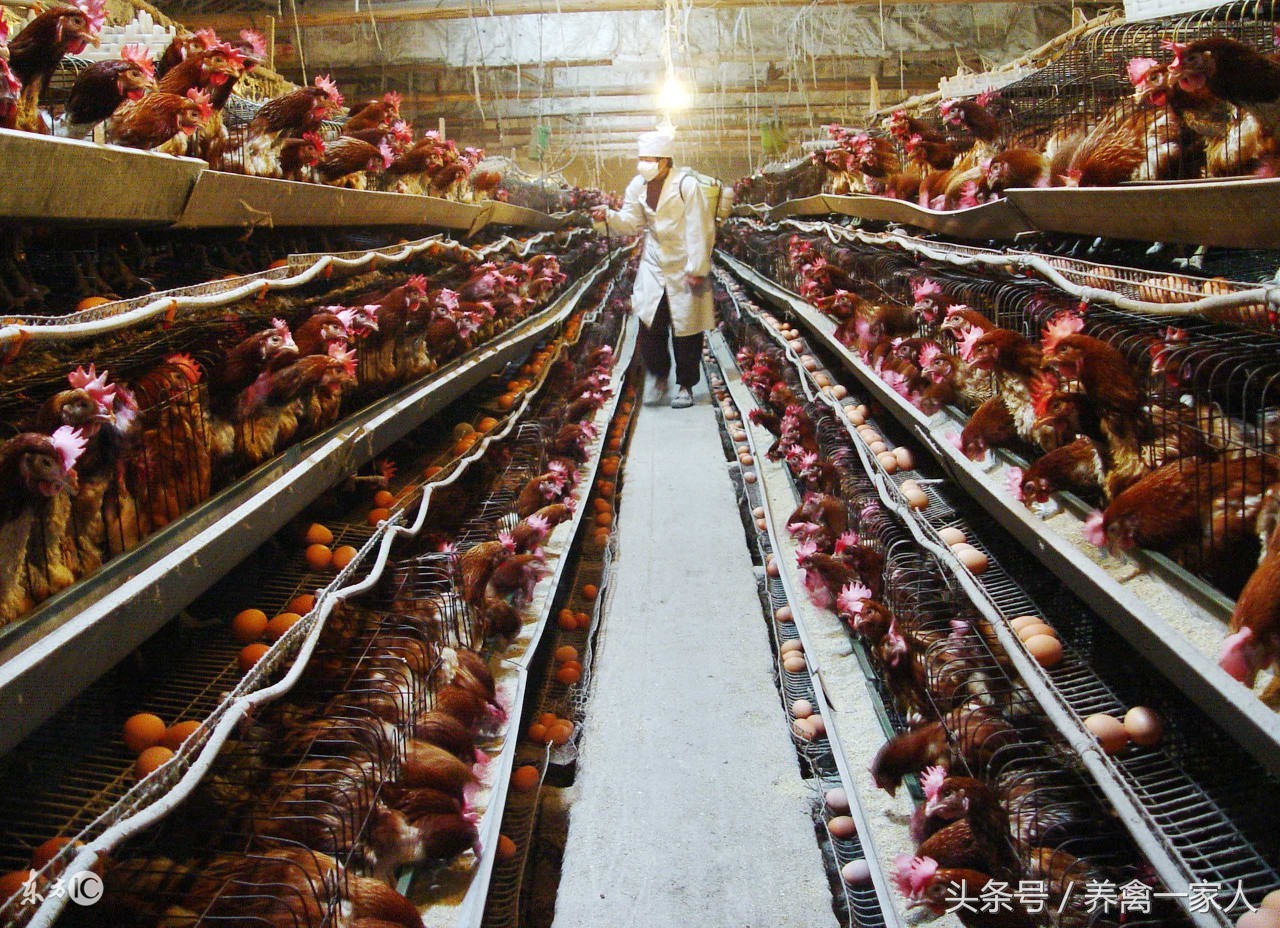 养鸡石灰使用方法,养鸡场生石灰消毒的正确方法