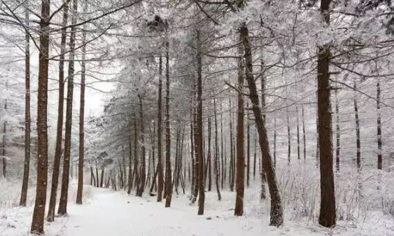 寒气席卷、叶汽成霜……陕西6处大美雾凇奇景上线！