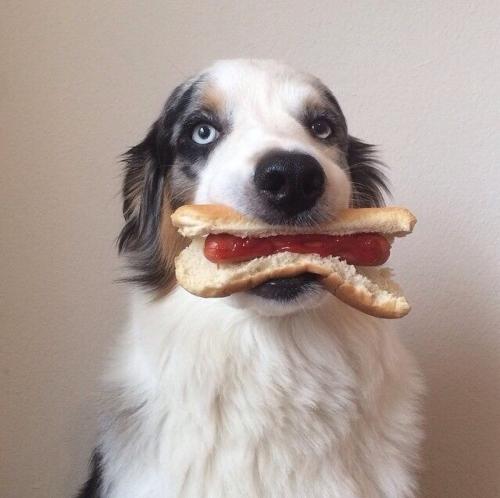 养狗狗必备药品清单图片,养狗狗需要哪些营养品