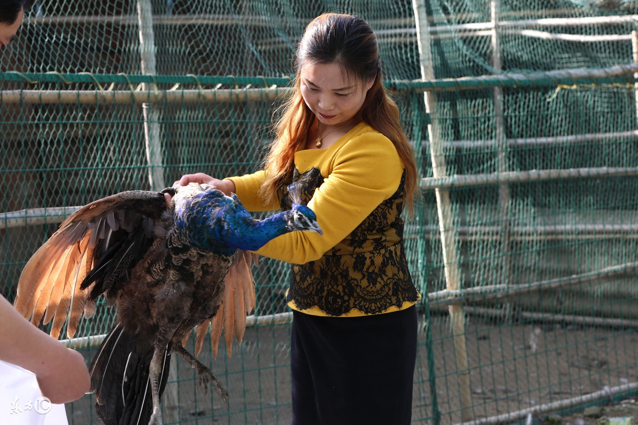 孔雀哪几种可以养,养孔雀有没有前途