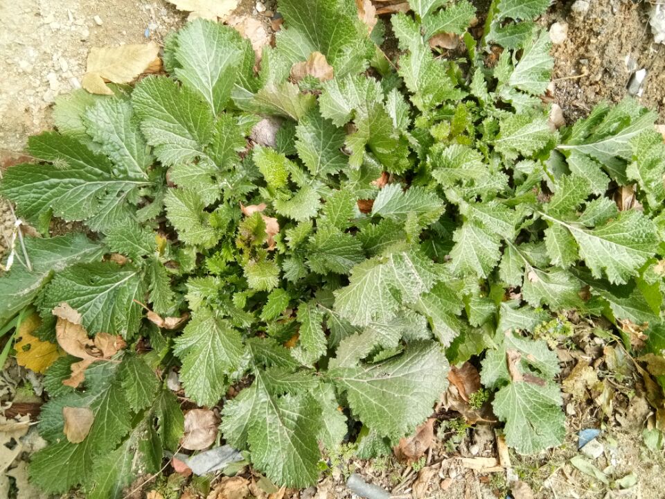 带你看看农村的野花野草,农村常见的野花野草全都认识