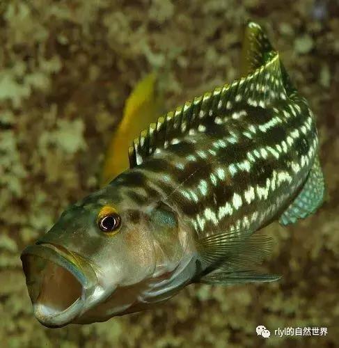 「鱼标本戏说非洲慈鲷」第二章：威严庄重的坦湖酋长——大型炮弹