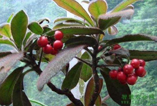 虎舌红植物怎么养殖,虎舌红怎么把叶子养红