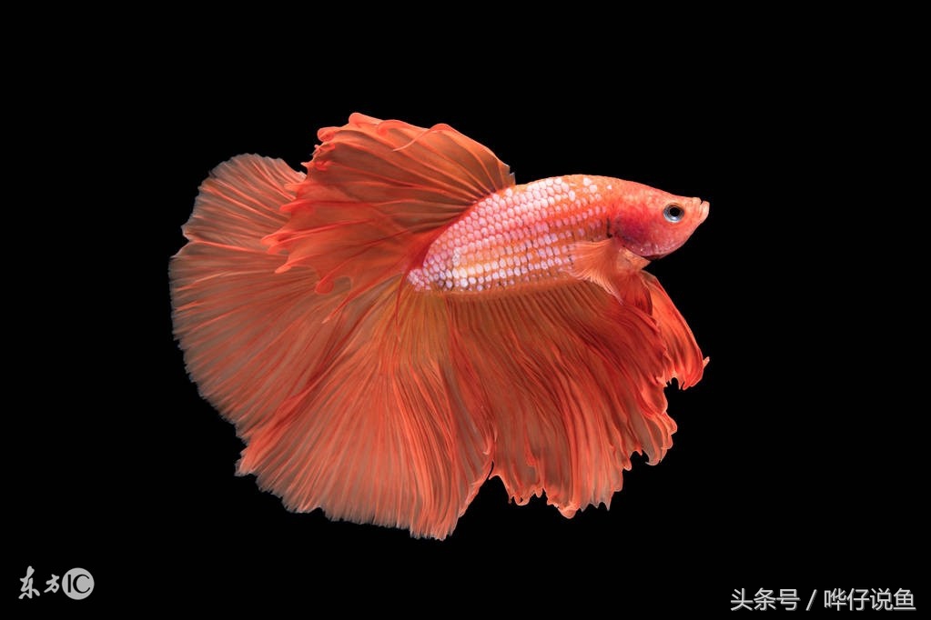 哪种观赏鱼比较好养又好看,哪种观赏鱼最好养又好看