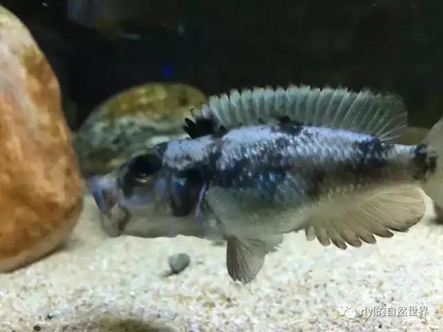 「鱼标本戏说非洲慈鲷」第二章：威严庄重的坦湖酋长——大型炮弹