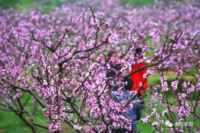2018涓夋槑鏃呰鏃ュ巻,涓夋槑鏃呮父鏀荤暐鎬荤粨