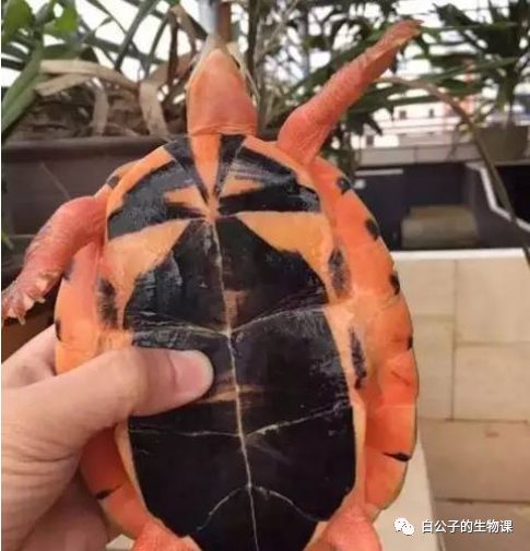 你的丁丁有症状了？再不去看医生就屎掉了！