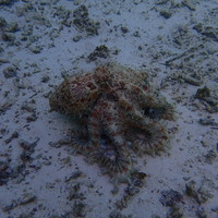 马尔代夫神仙珊瑚岛攻略,马尔代夫神仙珊瑚岛视频