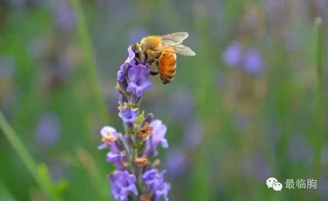 临朐方言潍坊人听不懂,临朐方言总汇